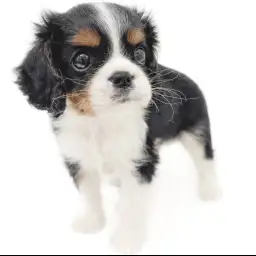 キャバリア・キングチャールズ・スパニエル