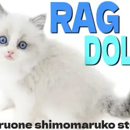 【 ラグドール 】クールな目元が印象的!究極に甘え上手でスカイブルーの瞳を持つ猫