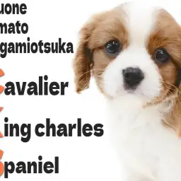 【 キャバリア 】大きな瞳と短いマズル、美しきブレンハイムが特徴的で性格は超陽気