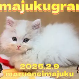 【 イマジュクグラム 】クリームタビーの甘え上手なサイベリアンの男の子!