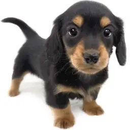 ミニチュア・ダックスフント