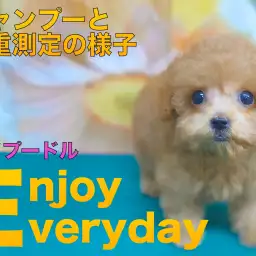 【 トイプードル 】生後69日の体重測定の様子と初めてのシャンプー!