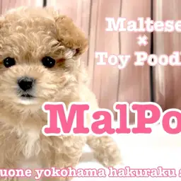 【 MIX 】不動の人気を誇るマルプー!ぬいぐるみ感満載のルックスにご注目!