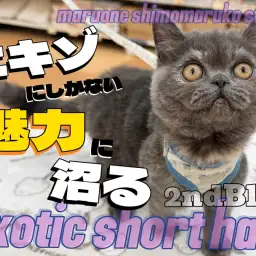 【 エキゾチック 】癒しと笑いの連続は幸福度MAX!魅力に沼る2ndブログ!