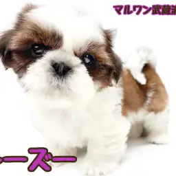 【 シーズー 】大きな瞳と長いまつ毛が可愛い心優しい女の子が埼玉浦和に登場！