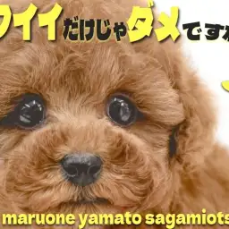 【 トイプードル 】アイドル級の可愛らしさが光る！超濃厚レッドカラーの美形がキタ