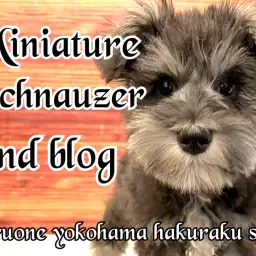 【 ミニチュアシュナウザー 】犬界の博士は伊達じゃない!生後4か月半の成長記録!