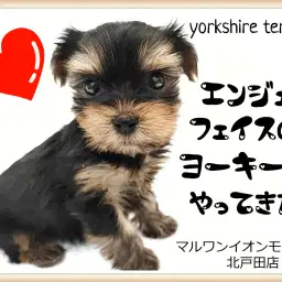 【 ヨークシャーテリア 】小さめ体型の男の子がマルワンイオンモール北戸田店に登場