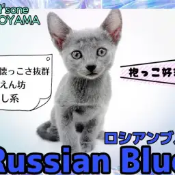 【 ロシアンブルー 】抱っこ大好きな甘えん坊！超可愛い癒し系にゃんこ