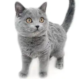 ブリティッシュショートヘア