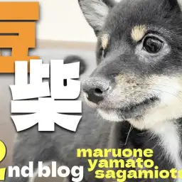 【 豆柴 】忠誠心に愛嬌とフレンドリーさが増した令和の忠犬ハチ公の2nd記事