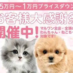 【 お客様大感謝祭 】出会いの季節到来!マルワンからのプレゼント企画!