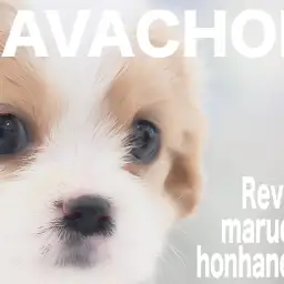 【 キャバション 】最高のブレンハイムカラーの持ち主!超フレンドリー女子!