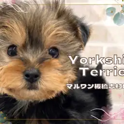 【 ヨークシャーテリア 】動く宝石と呼ばれる人気犬種！小さめヨーキーくんが入店！