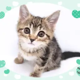 【 アメリカンショートヘアー 】パパはトリプルチャンピオン！良血統の美形にゃんこ