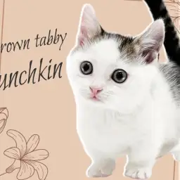 【 マンチカン 】希少な超短足!個性的で甘え上手な癒し系BOY!