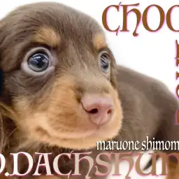 【 ダックスフント 】一年中がバレンタイン!チョコタンダックスとの甘い生活!