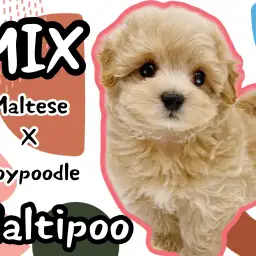 【 MIX犬 】マルプー男の子登場！抜け毛少なめ、室内飼いに最適な可愛い子犬