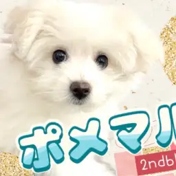 【 ポメマルMIX 】可愛すぎる東川口店のアイドルが成長！新たな魅力を大公開！