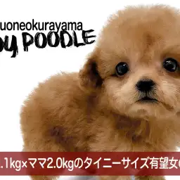 【 トイプードル 】パパ2.1kg×ママ2.0kgのタイニーサイズ有望な女の子!