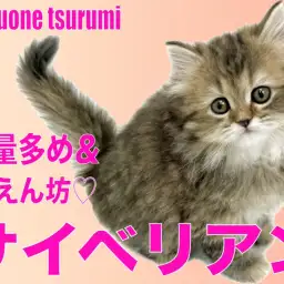 【 サイベリアン 】ボリューム満点の毛量に毛色はブラウンタビーの女の子!