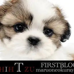 【 シーズー 】洗練されたカラーリング・愛らしいルックスに大注目！