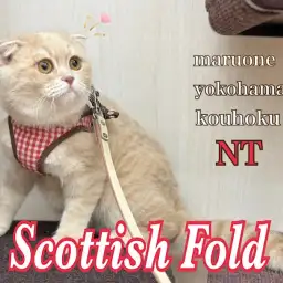 【 スコティッシュフォールド 】生後5ヶ月の女の子・スコちゃんが育てやすい月齢に