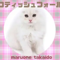 【 スコティッシュフォールド 】抱っこ大好き甘えんぼプリンセス!麗しの美猫!