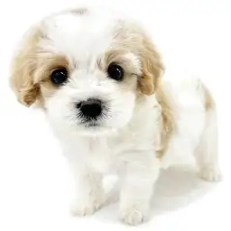 MIX（ビションフリーゼ×キャバリアキングチャールズスパニエル）