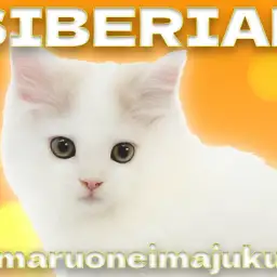 【 サイベリアン 】超童顔フェイスの甘えん坊が止まらない癒し系の男の子!