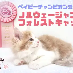 【 ノルウェージャンフォレストキャット 】激レア！良血統の甘えん坊プリンセス！
