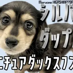 【 ミニチュアダックス 】シルバーダップルのモダンなイケメンが仲間入り!