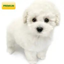 トイ・プードル