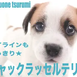 【 ジャックラッセルテリア 】明るく活発で遊ぶのが大好きな男の子！！