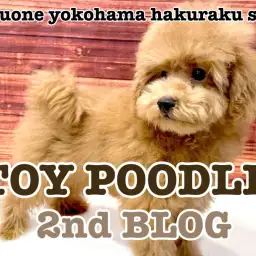 【 トイプードル 】困り顔は健在!小さめサイズトイプーくんの成長記録