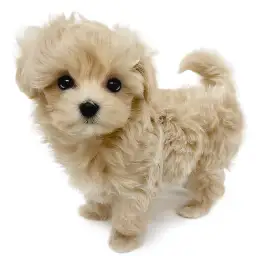 MIX（マルチーズ×トイプードル）