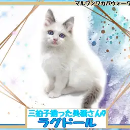 【 ラグドール 】美しすぎるお顔と甘えん坊な性格の男の子!