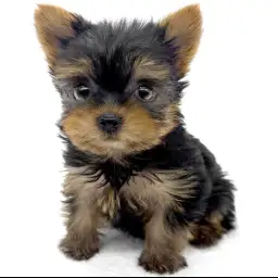 ヨークシャーテリア