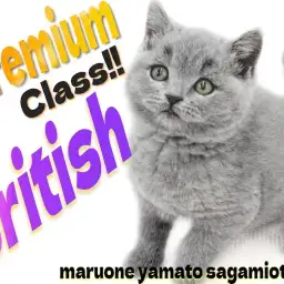 【 ブリティッシュ 】最高峰の容姿!マルワンプレミアム認定の丸顔癒し系キャット!