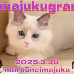 【 イマジュクグラム 】どんどん美猫に成長中のぬいぐるみ系ラグドールの女の子!