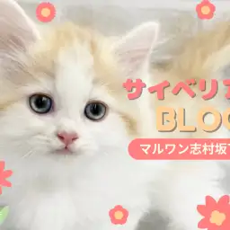 【 サイベリアン 】豪華な被毛にメロメロ!抱っこが好きすぎるサイベちゃんが入店!