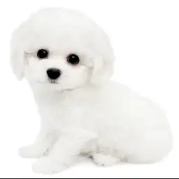 ビションフリーゼ