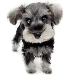 ミニチュア・シュナウザー