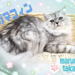 【 ラガマフィン 】麗しのビジュアルに落ち着いた性格！まったり過ごしたい方必見！