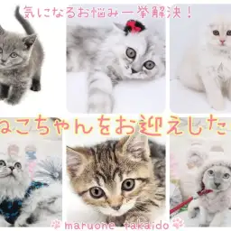 【 お迎え後のポイント紹介 子猫編 】気になるお悩み一挙解決!