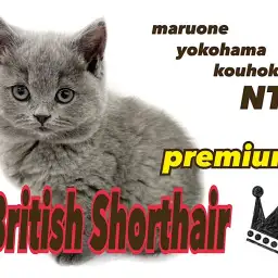 【 ブリティッシュショートヘア 】まん丸極上癒し系プレミアムにゃんこ