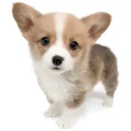 ウェルシュコーギーペンブローク