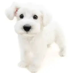 ミニチュア・シュナウザー