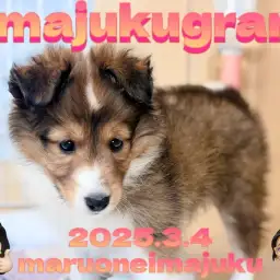 【 イマジュクグラム 】フルカラーのおしゃれなシェルティの女の子が電撃入店！