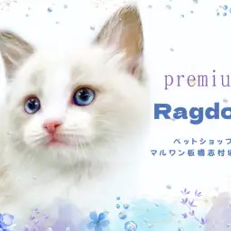 【 ラグドール 】プレミアム級の癒しが詰まったラグドールが志村坂下店に登場!